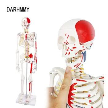 DARHMMY Schelet Uman Modelul Vânzare Fierbinte 1/2 Viața Dimensiuni 85cm Jumătate Musculare Desen Știința Medicală Anatomie