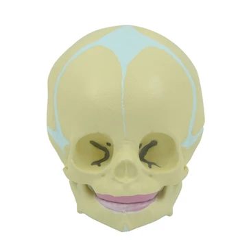Dropship Umane pentru Capul Oaselor Copil Model Craniu Model 1:1 Dimensiunea de Viață de Clasă în învățământul Medical Neonatal Studiu
